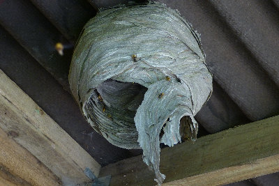 Collapsed Wasps nest
