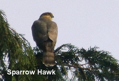 Sparrow Hawk titled
